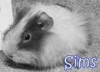 Sims2001241