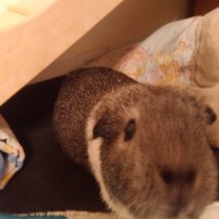 Speedy181223