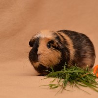 Speedy3