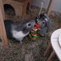 SpeedyMarie1707141
