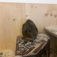 Spekulatius19061401