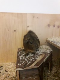 Spekulatius19061401