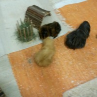 StruffiSissi19061701