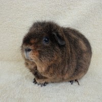 Teddy 7