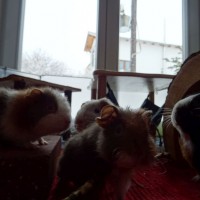 TheresaRubel1712302