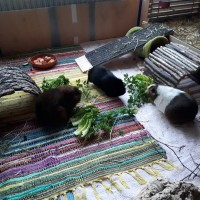 Valentin19041601