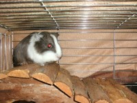 Waldmeerschweinchen 002