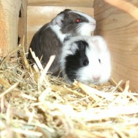 Waldmeerschweinchen 009