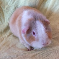 Wanda3