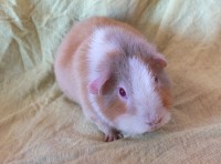 Wanda3