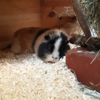 Wollstein1712312