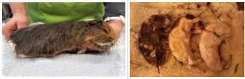 collage1
