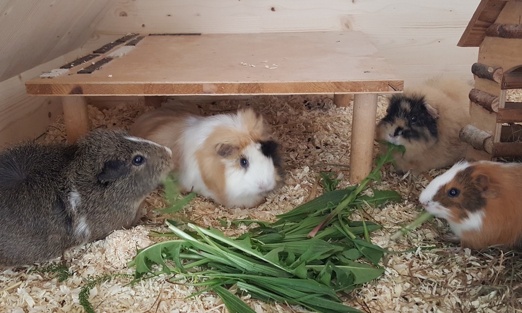 Blessy_Puschel_20180430