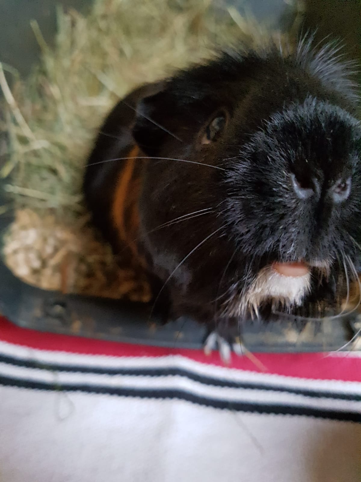 Dante190613 Dante190613