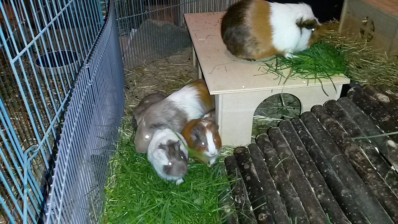 Fortuna-Familie