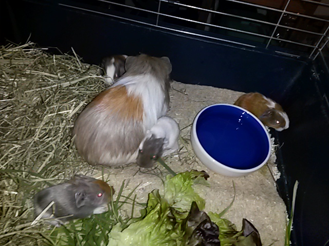Fortuna-und-Babies1