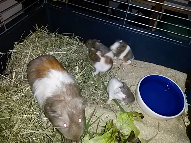 Fortuna-und-Babies2