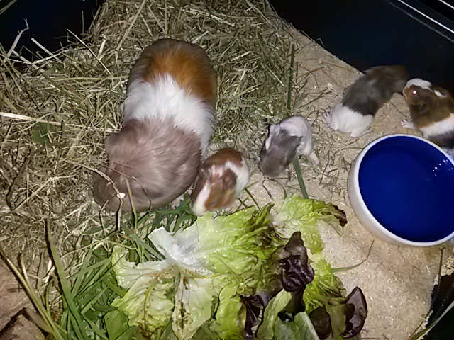 Fortuna-und-Babies3