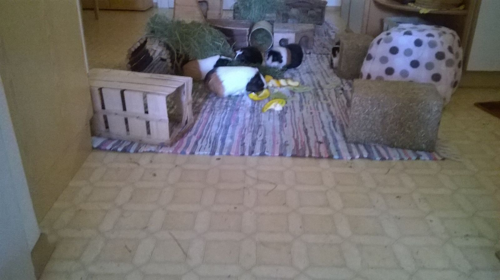 Mausi1702055