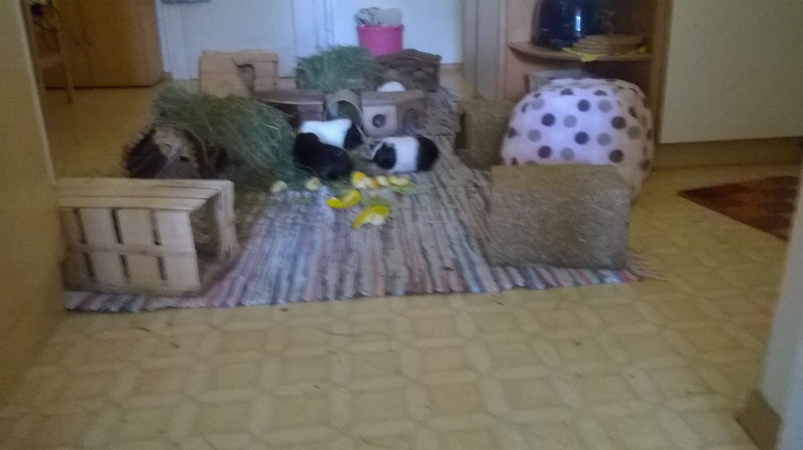 Mausi1702056