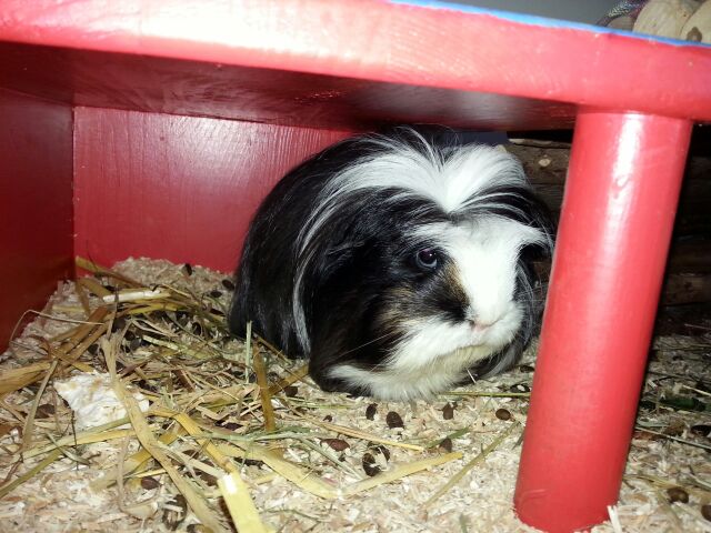 Peeves1703172