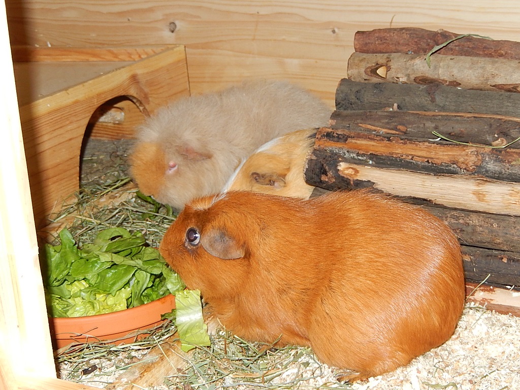 GemeinsamesFressen