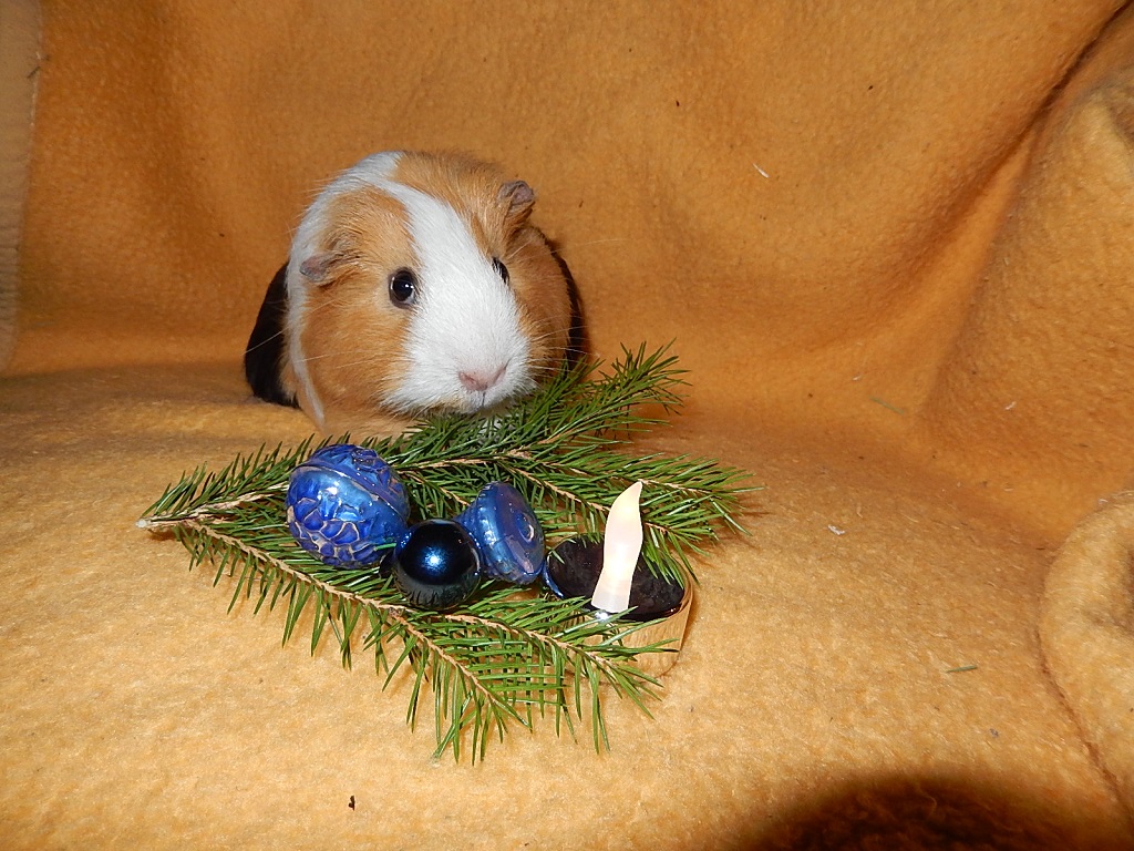 TrueffelWeihnachten2