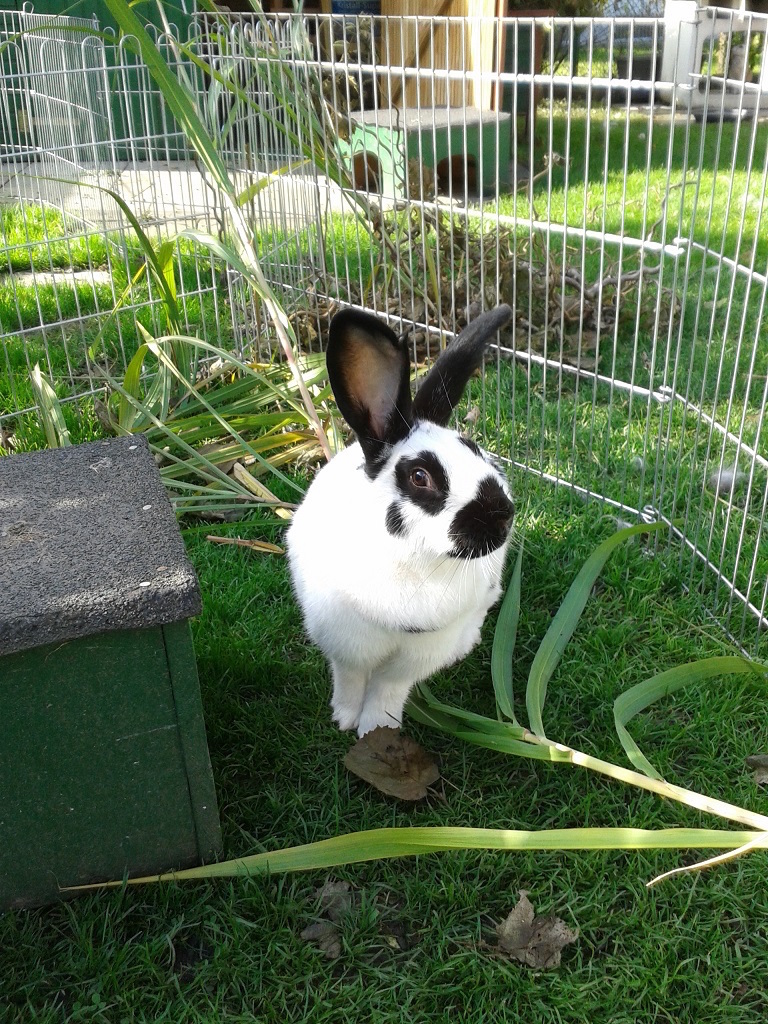 SchnuffiAuslauf