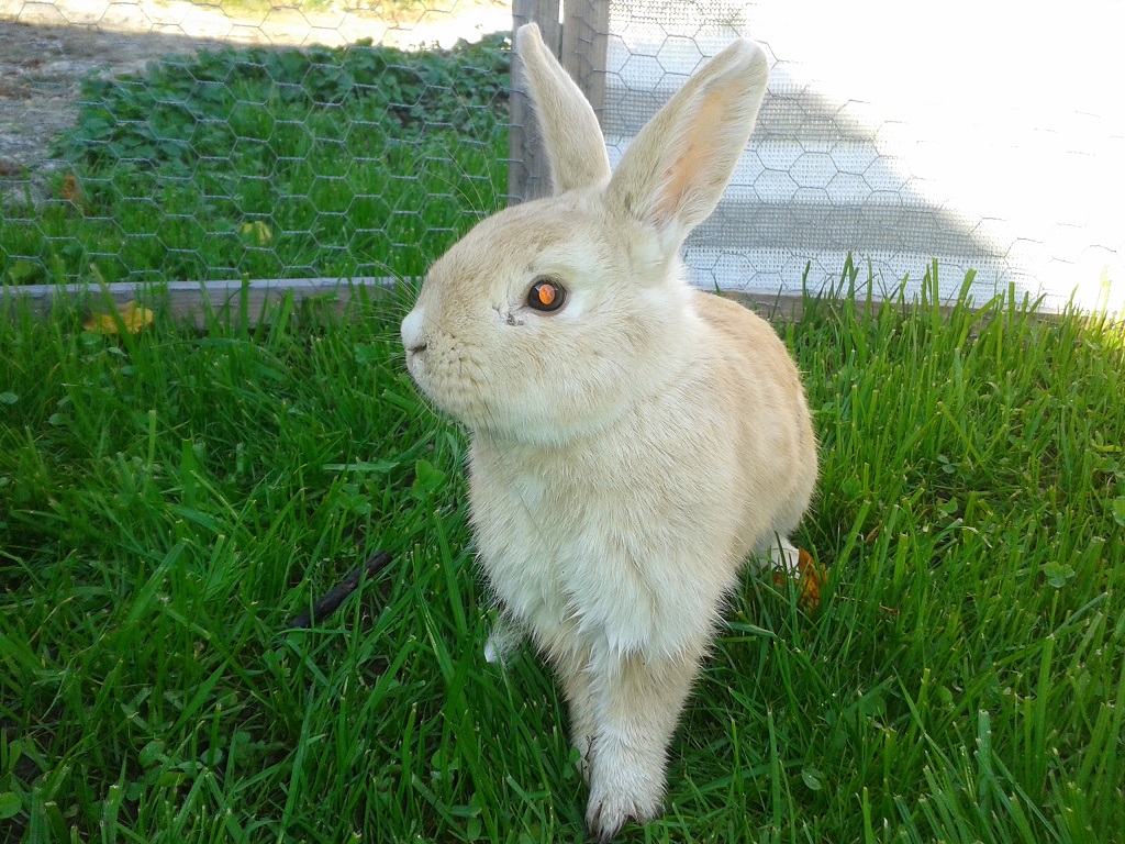 Bunny-1 Bunny-1