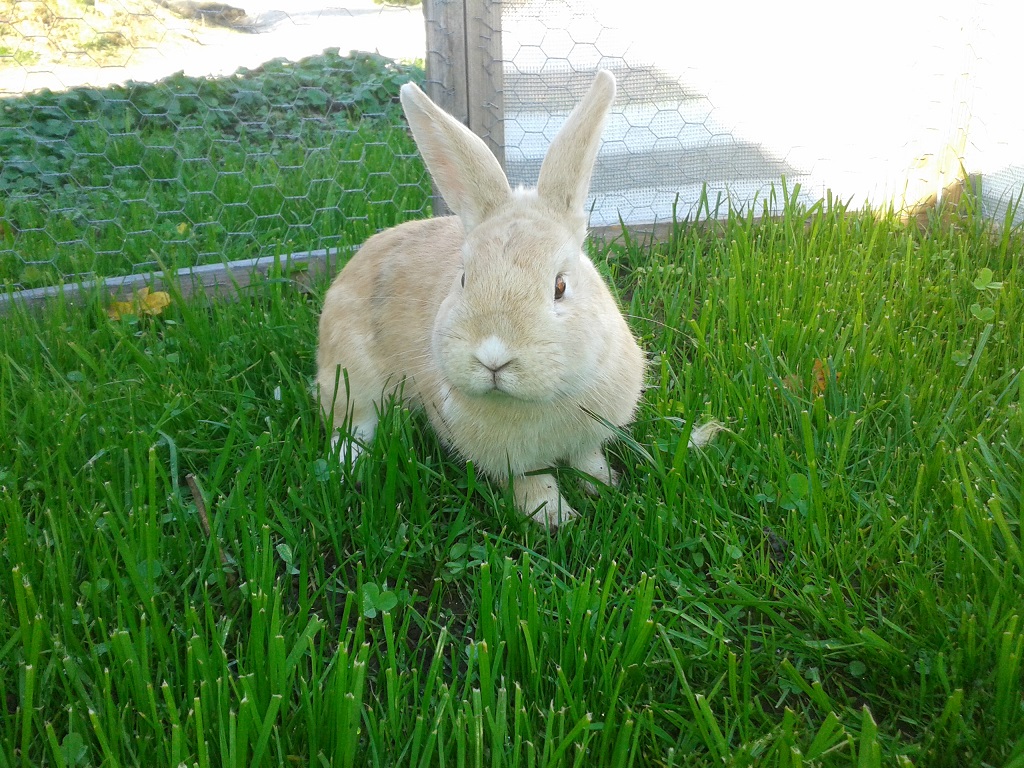 Bunny-2 Bunny-2