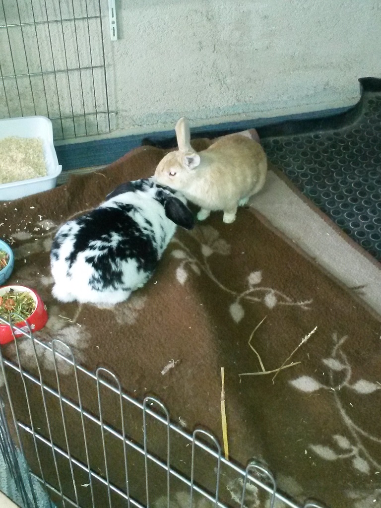 Bunny-Schlappi1 Bunny-Schlappi1
