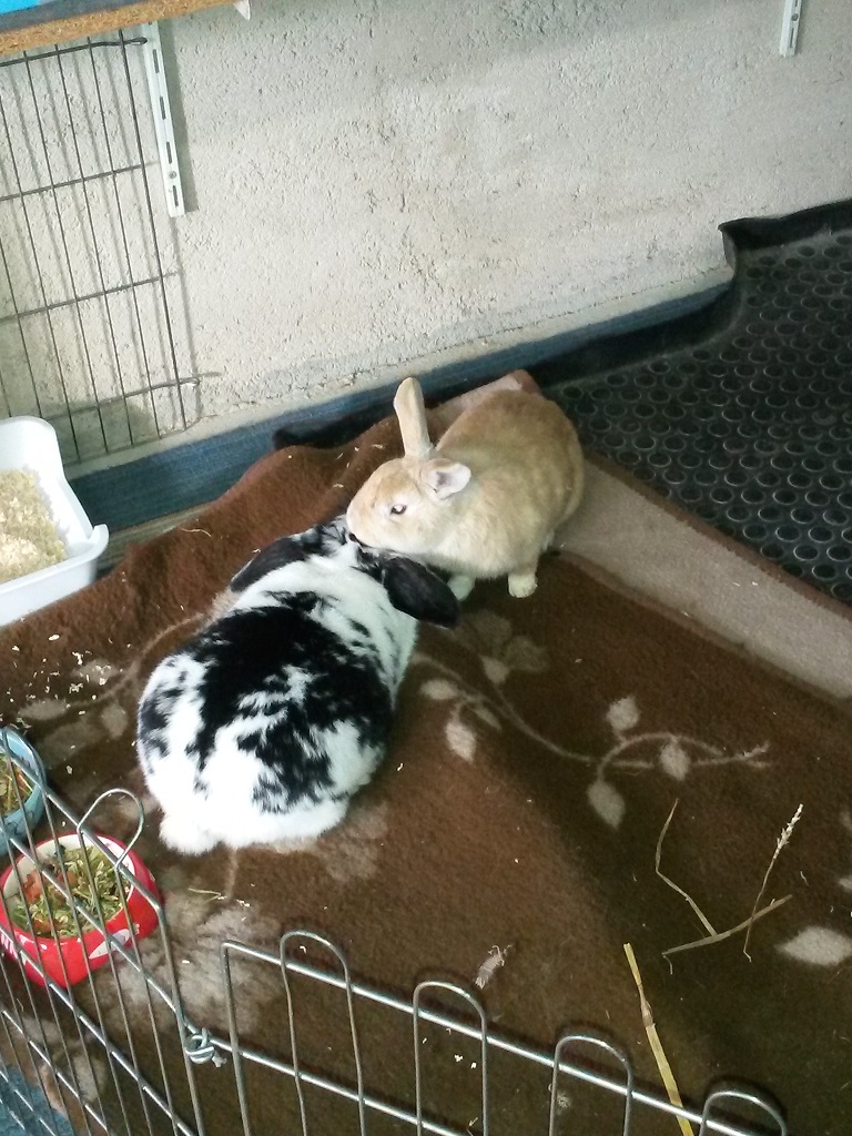 Bunny-Schlappi2 Bunny-Schlappi2