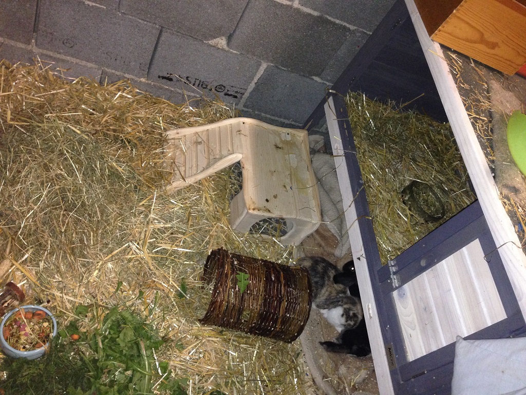 Zuhause-Bunny1