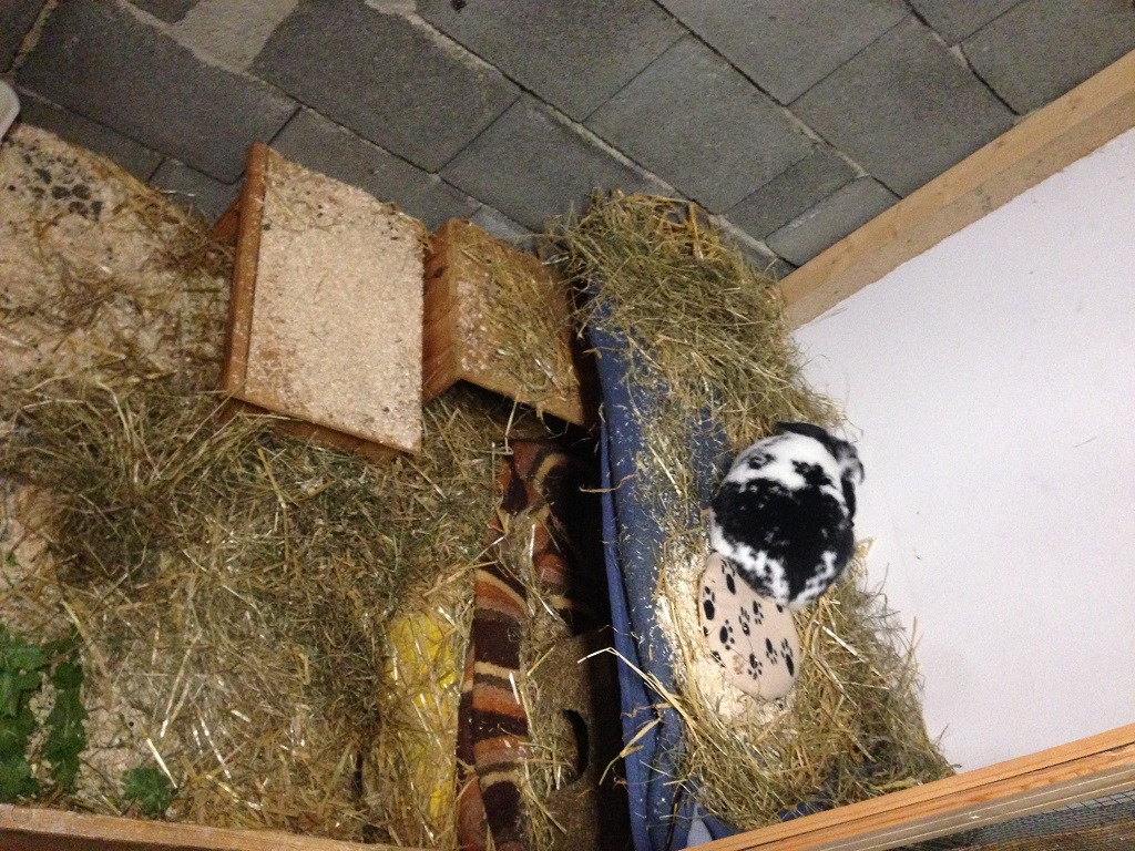 Zuhause-Bunny2