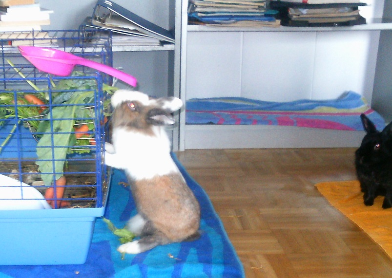 Chewbacca-Vermittlung1
