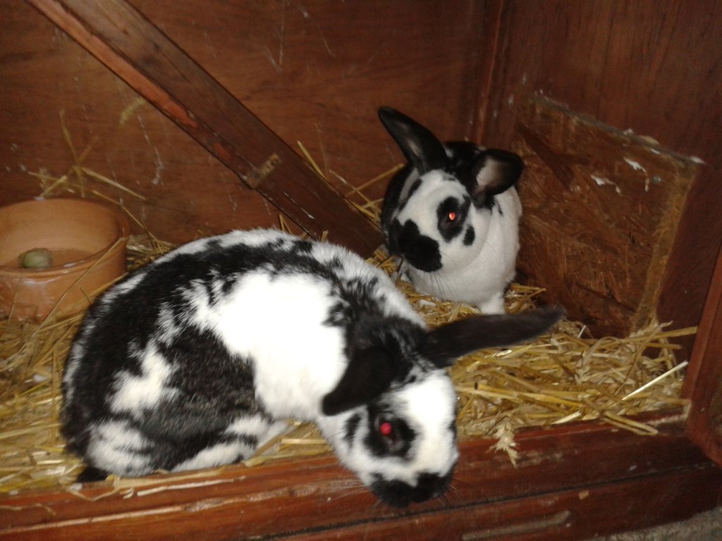 Flori-Leni