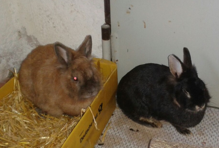 Greta-Holly