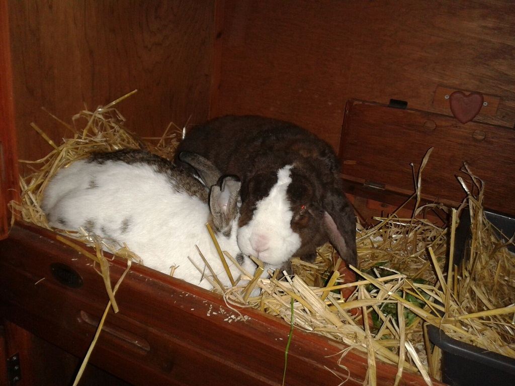 Heidi-Martha