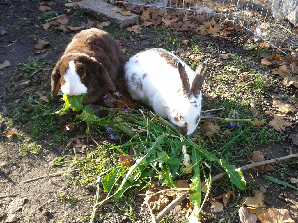 Heidi-Martha1