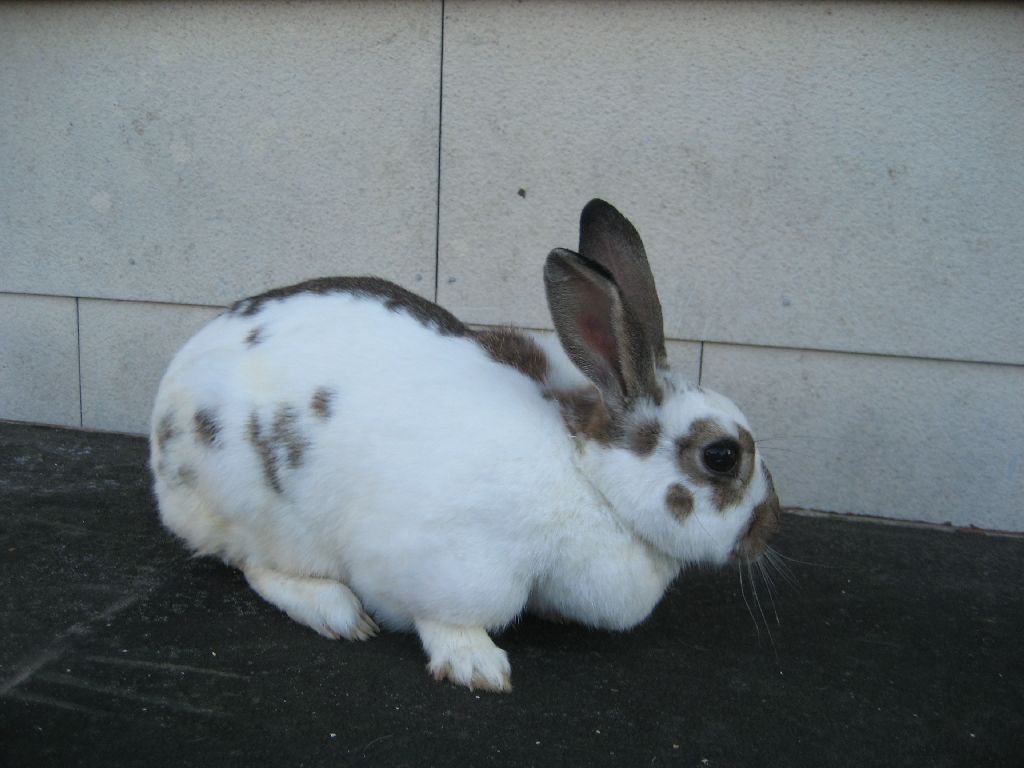 Heidi1