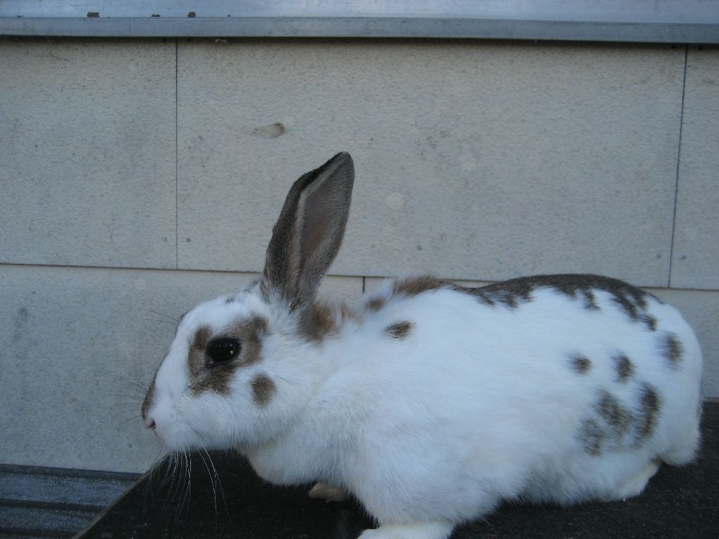 Heidi2