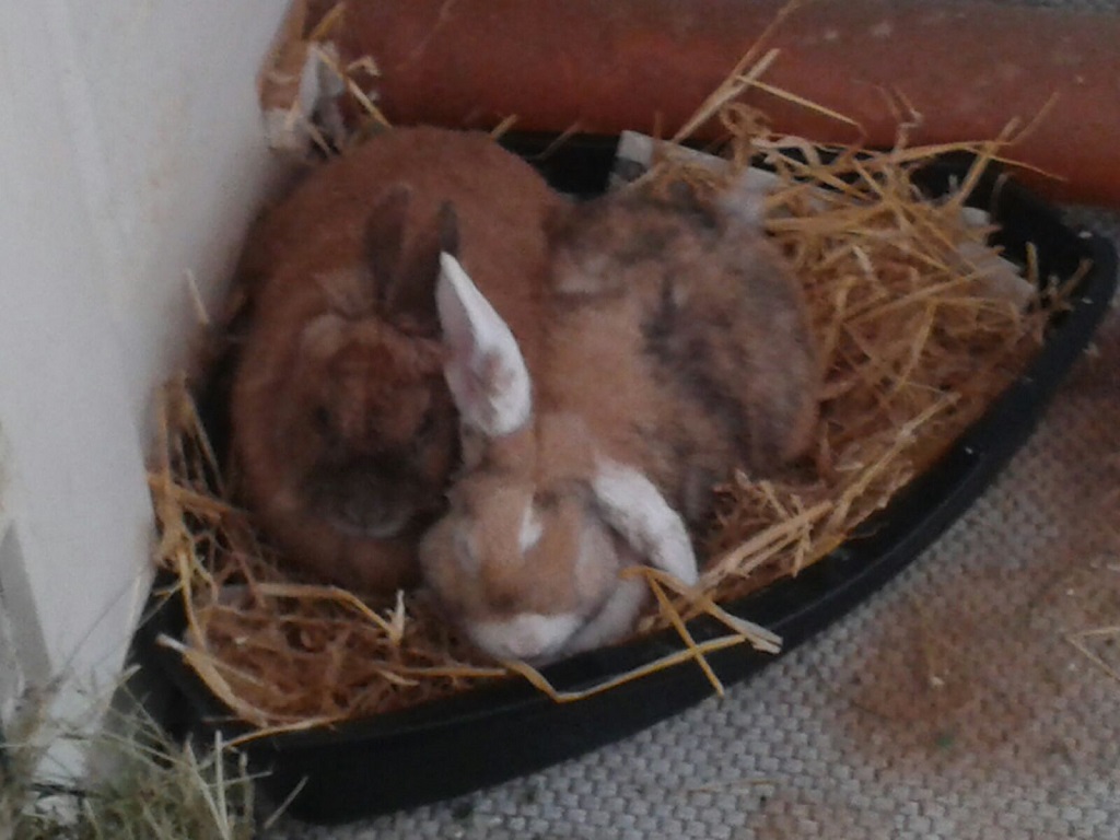 Joschi-Holly