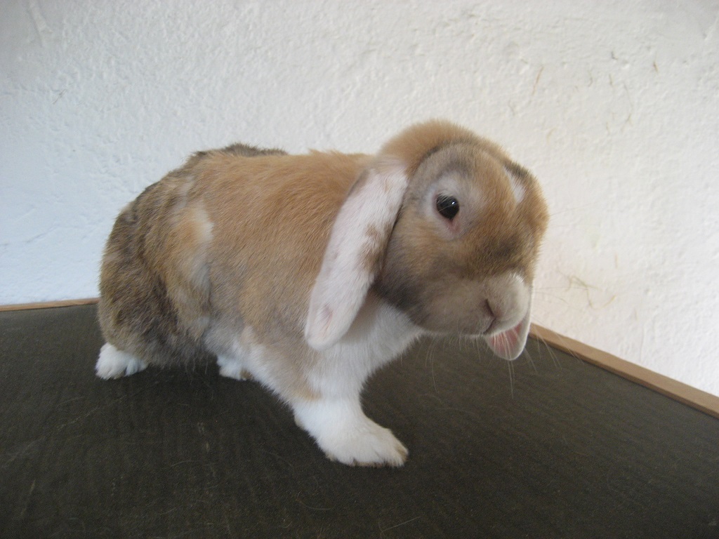 Joschi2