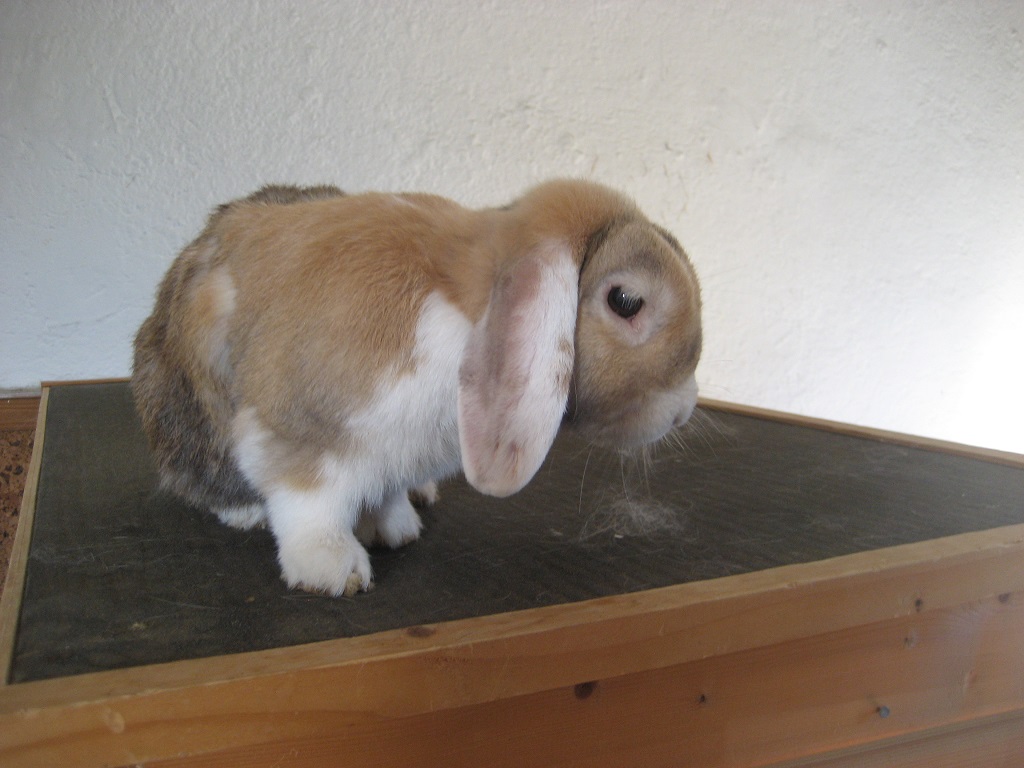 Joschi3