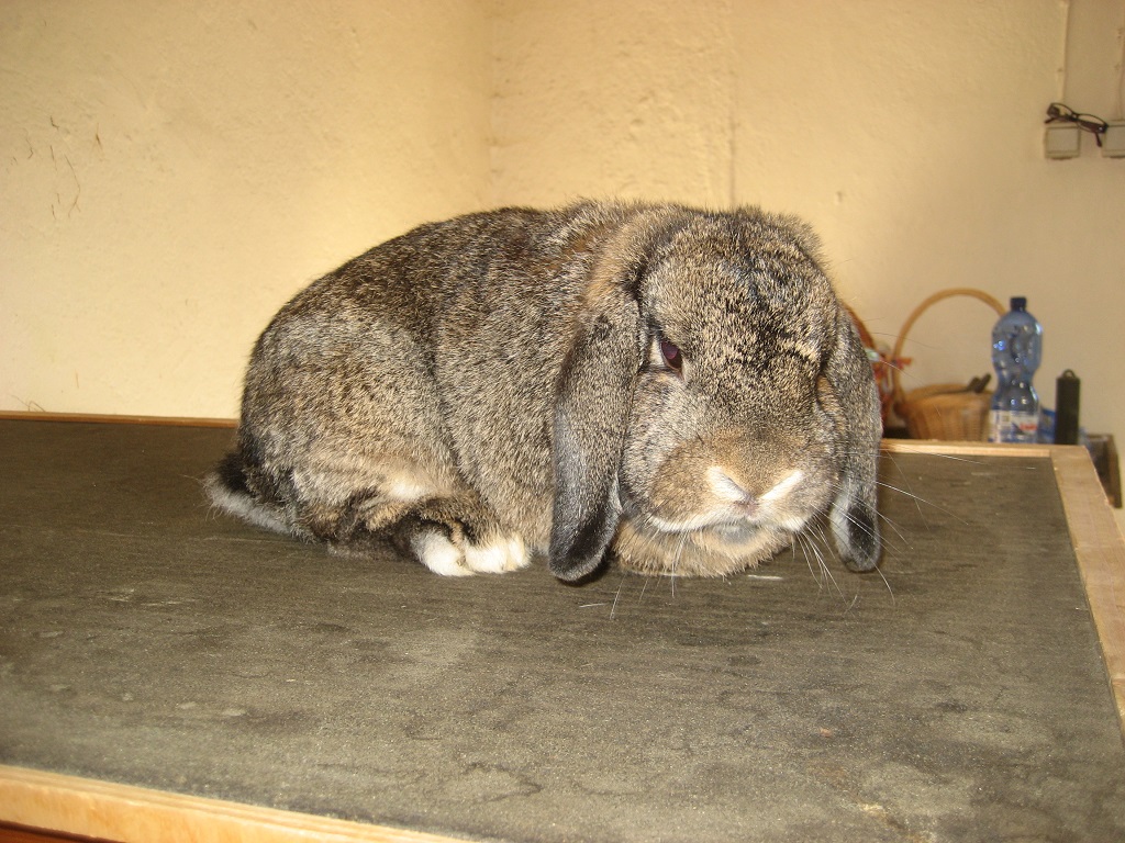 Willi-1