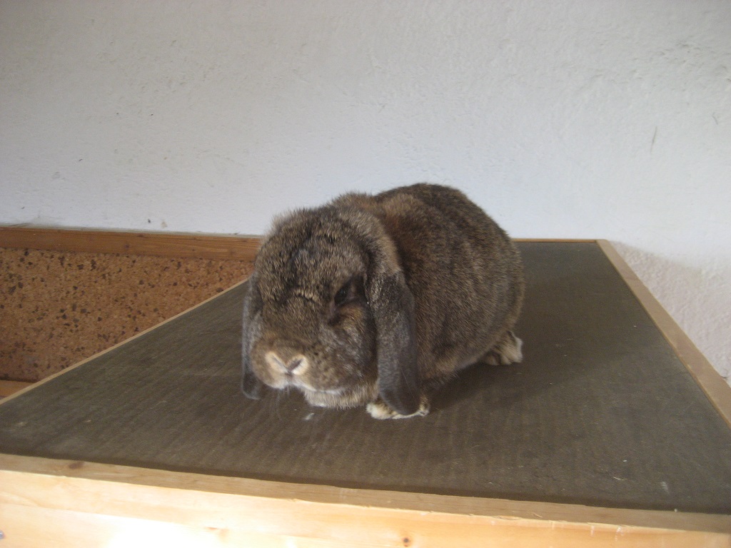 Willi