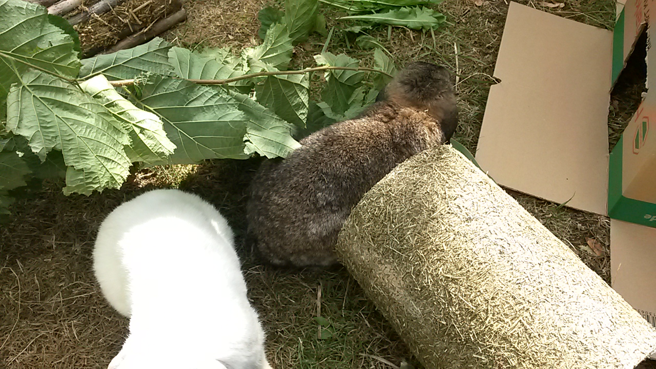 Willi2