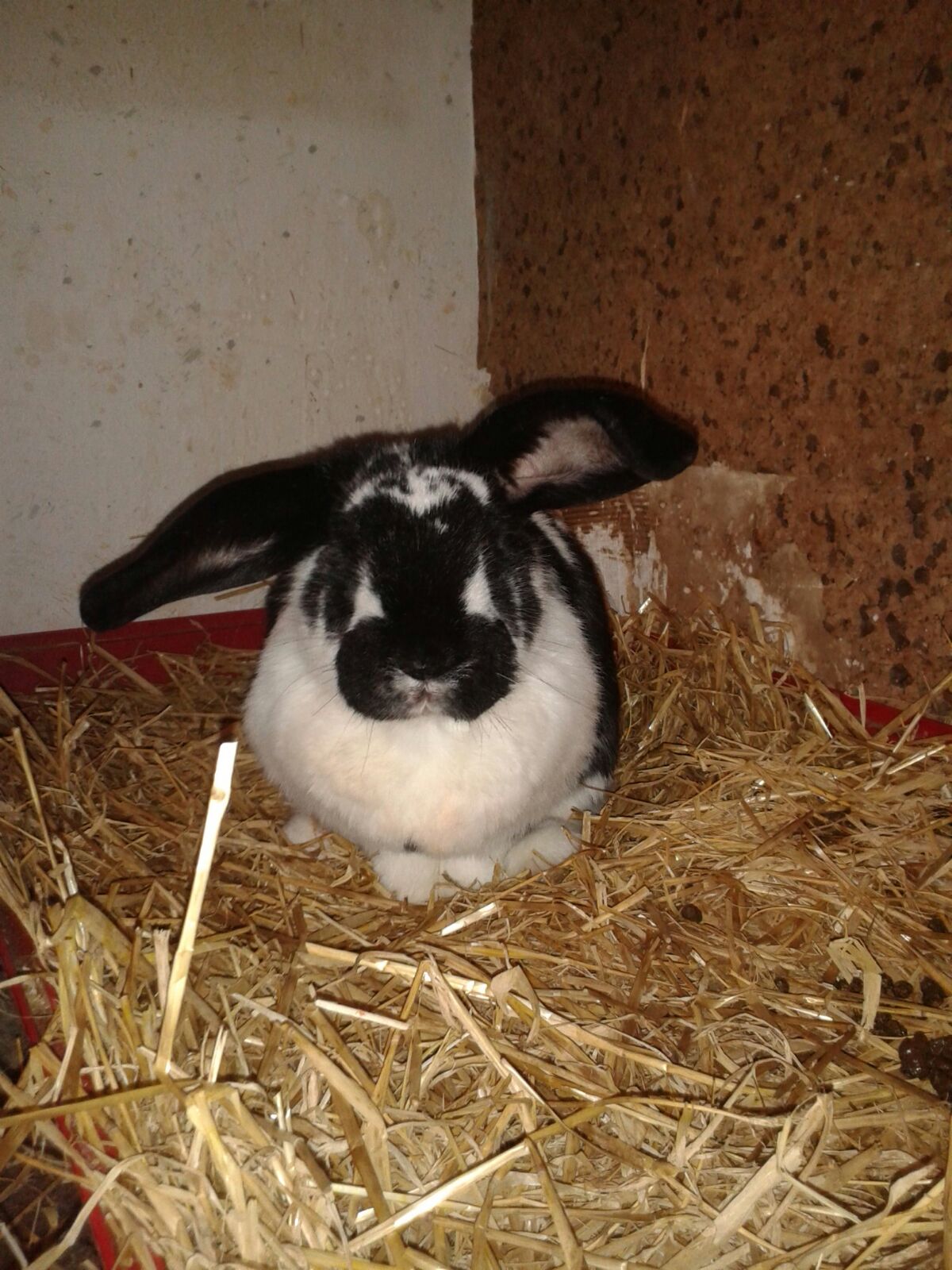 Paula-6