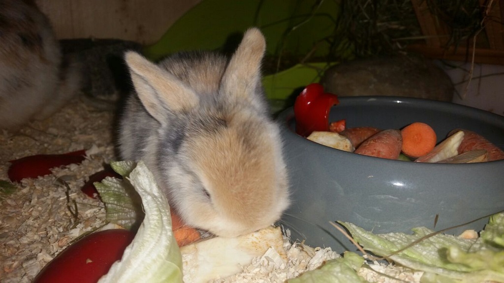 pebbles998 pebbles998