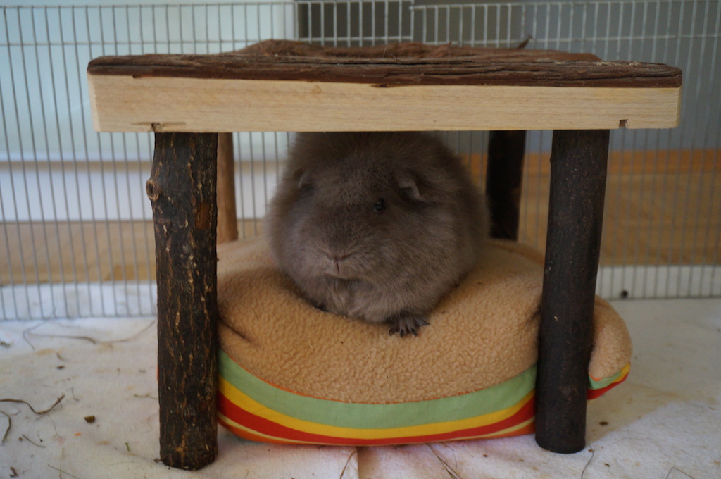 Kuschelschweinchen009